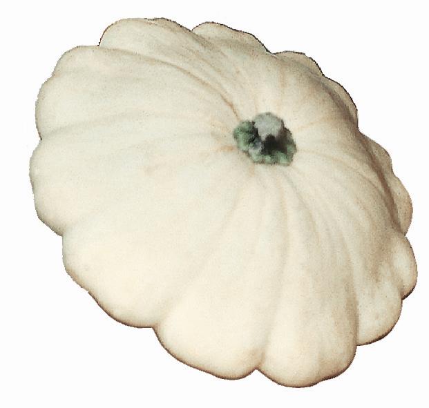 patisson-bianco.jpg
