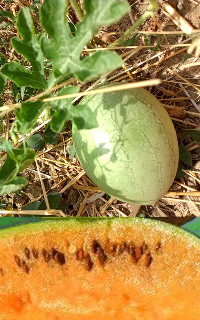 Anguria Colore CITRULLUS lanatus; Anguria giapponese, anguria Kaho - piante Innovative